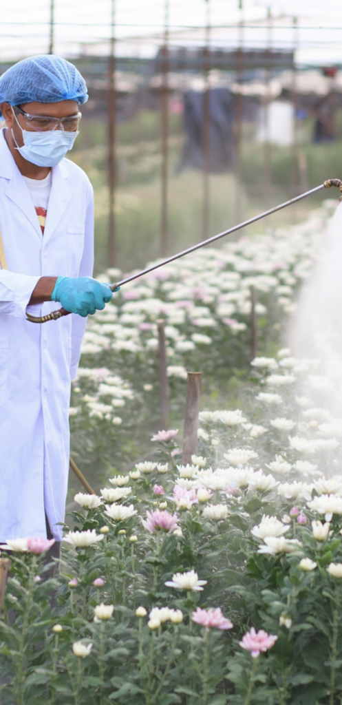 Grower spraying mum floriculture crops as part of an IPM strategy