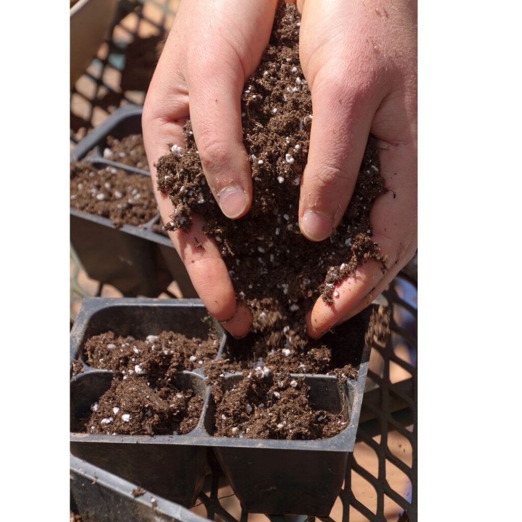 A set of hands holding substrate over a black plastic seedling tray