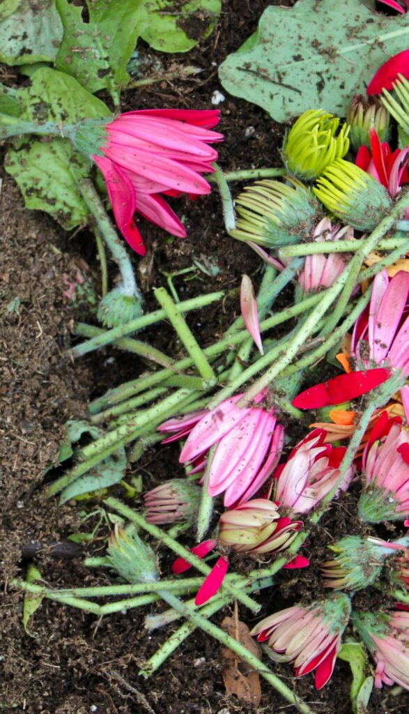 Close-up of cut leaves, flowers of gerbera pink, yellow and orange color, piled pile, mixed with dirt as compost.